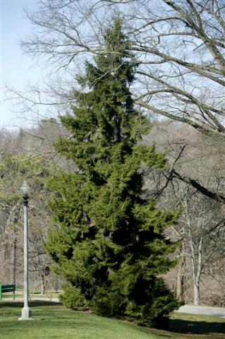 Oriental Spruce tree